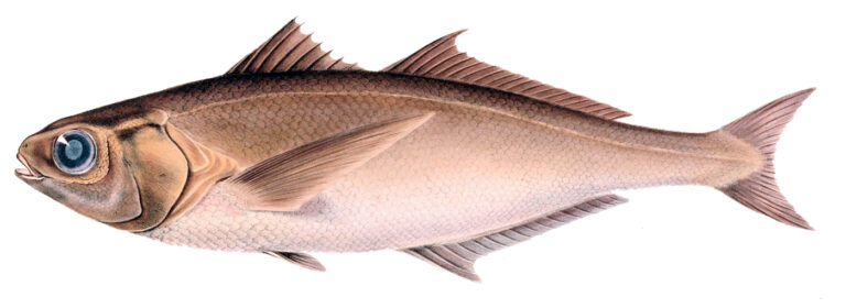 Cape Cigarfish (Cubiceps capensis) |commons:File:Cubiceps capensis.jpg