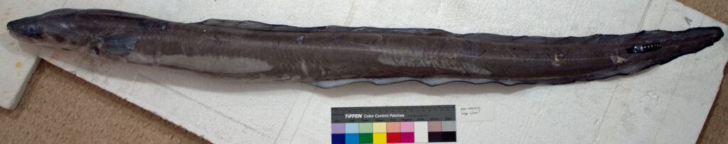 Cape Conger (Conger wilsoni) |commons:File:Conger wilsoni (Bloch and Schneider, 1801) (AM MA33136-1).jpg