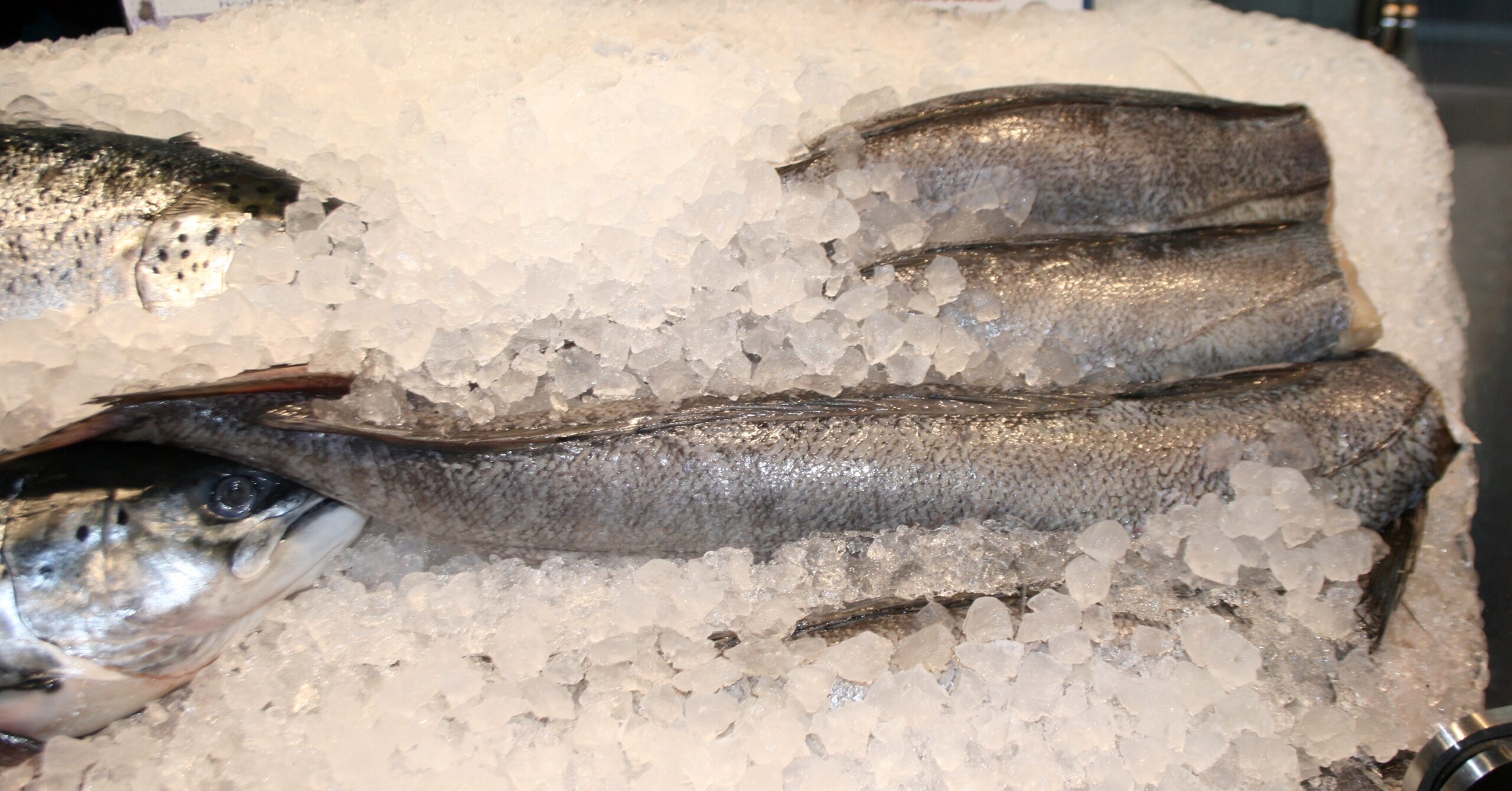 Cape hake (Merluccius capensis) |commons:File:Merluccius capensis, by vismark in Pretoria, a.jpg