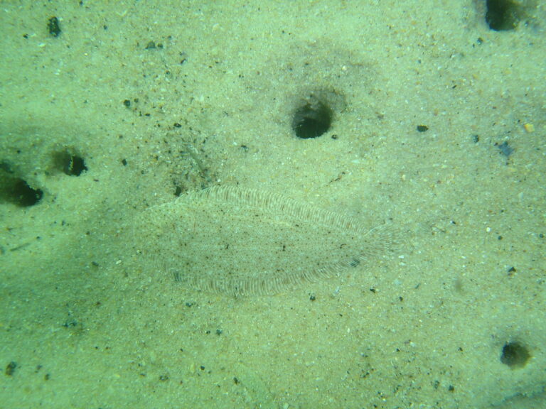 Cape Sole (Heteromycteris capensis) |commons:File:Heteromycteris capensis 15457316.jpg