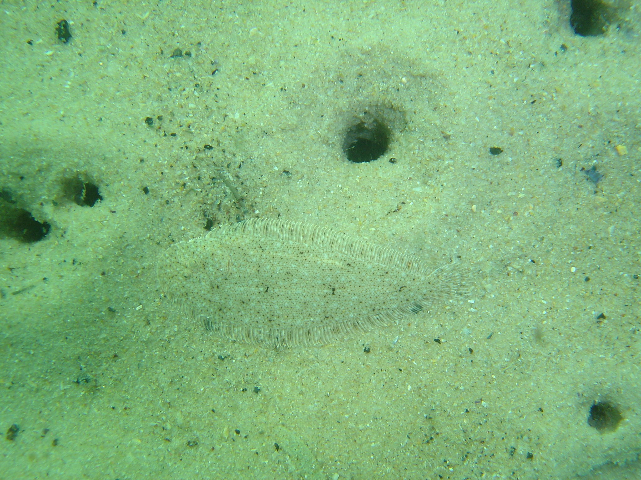 Cape Sole (Heteromycteris capensis) |commons:File:Heteromycteris capensis 15457316.jpg