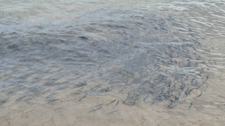 Capelin (Mallotus villosus) |commons:File:Capelin (Mallotus villosus) - Sandy Cove, Newfoundland 2019-08-14 (01).jpg