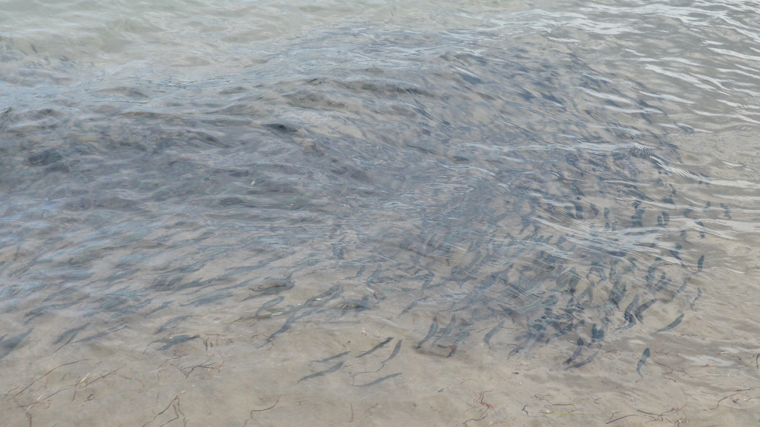 Capelin (Mallotus villosus) |commons:File:Capelin (Mallotus villosus) - Sandy Cove, Newfoundland 2019-08-14 (01).jpg