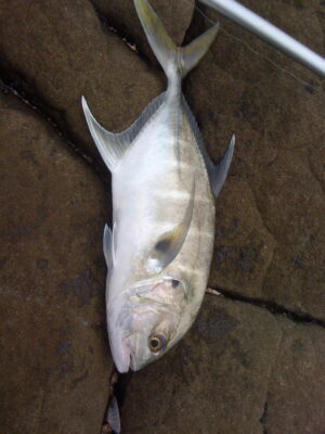 Caranx senegallus (Caranx senegallus) |commons:File:Caranx Senegallus.JPG