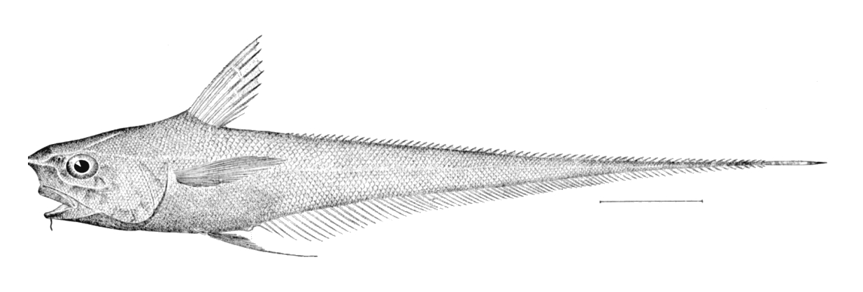 Carapine Grenadier (Coryphaenoides carapinus) |commons:File:Coryphaenoides carapinus.jpg