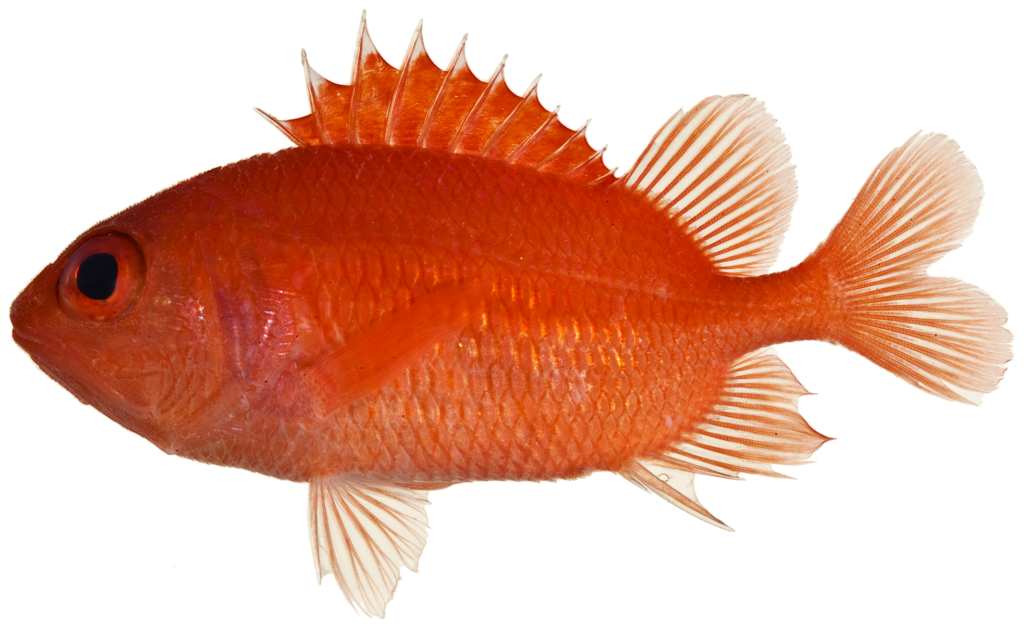 Cardinal Soldierfish (Plectrypops retrospinis) |commons:File:Plectrypops retrospinis - pone.0010676.g037.png