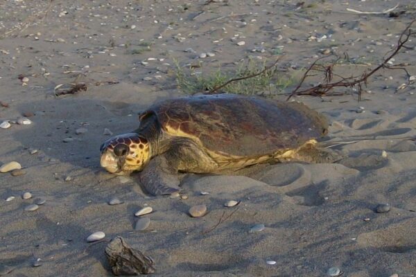 Caretta Caretta Caretta caretta
