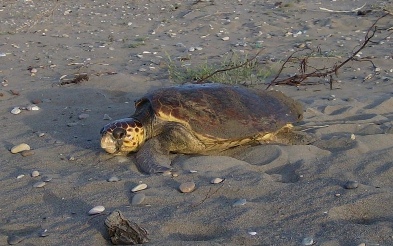 Caretta Caretta Caretta caretta