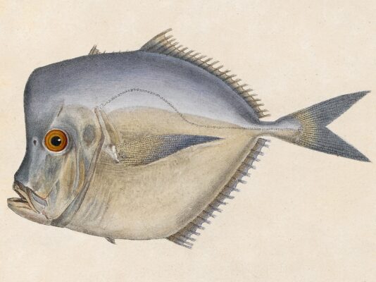 Caribbean Moonfish (Selene brownii) |commons:File:Selene brownii.jpg