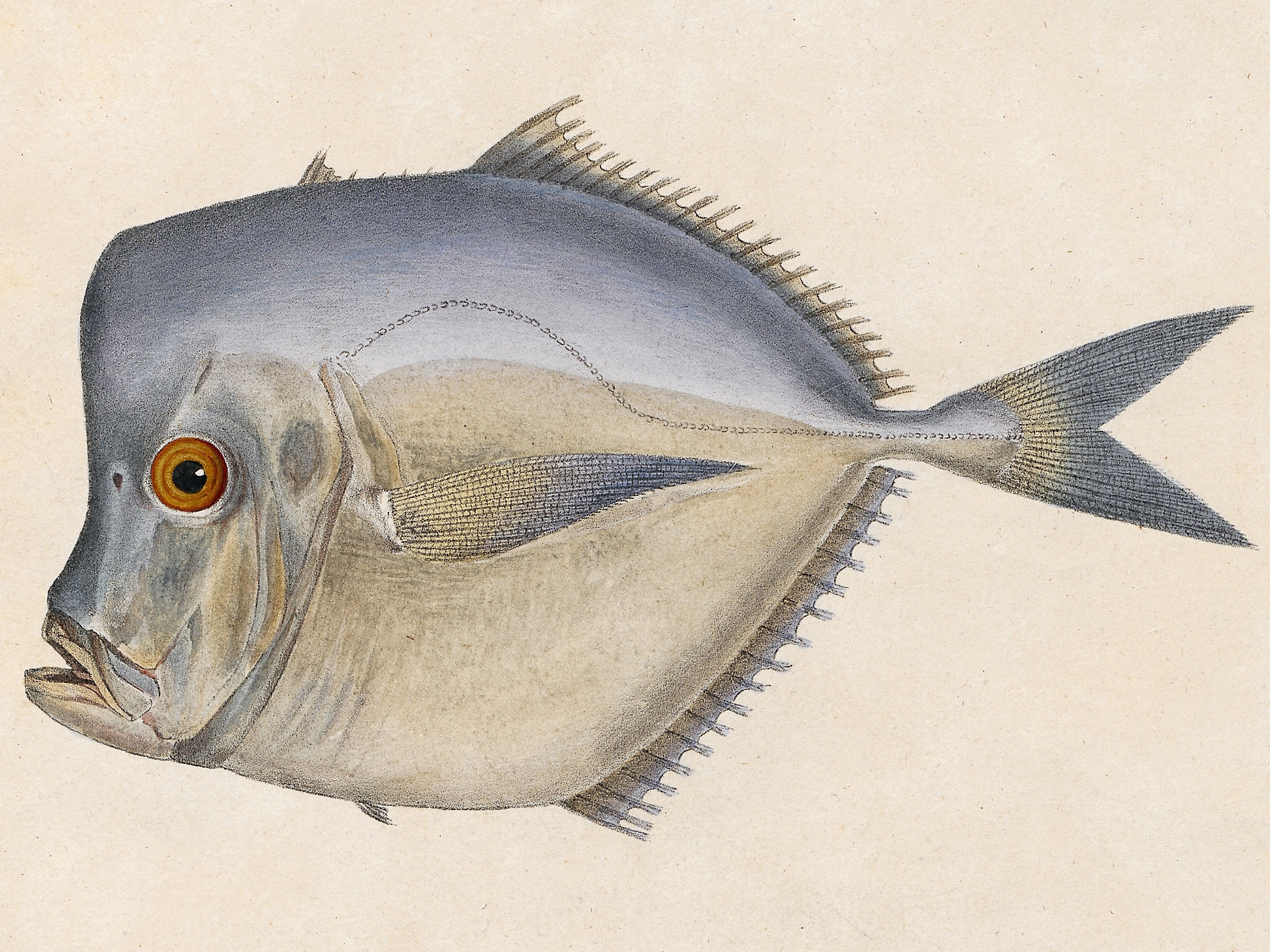 Caribbean Moonfish (Selene brownii) |commons:File:Selene brownii.jpg