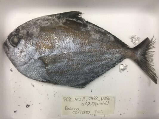 Caribbean Pomfret (Brama caribbea) |commons:File:Brama caribbea.jpg