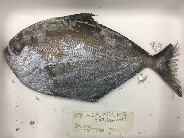 Caribbean Pomfret (Brama caribbea) |commons:File:Brama caribbea.jpg