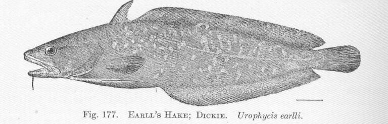 Carolina Hake (Urophycis earllii) |commons:File:FMIB 51520 Earll's Hake; Dickie Urophycis earlii.jpeg
