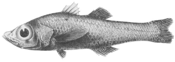 Carpenter's Deepwater Cardinalfish (Brephostoma carpenteri) |commons:File:Brephostoma carpenteri.jpg