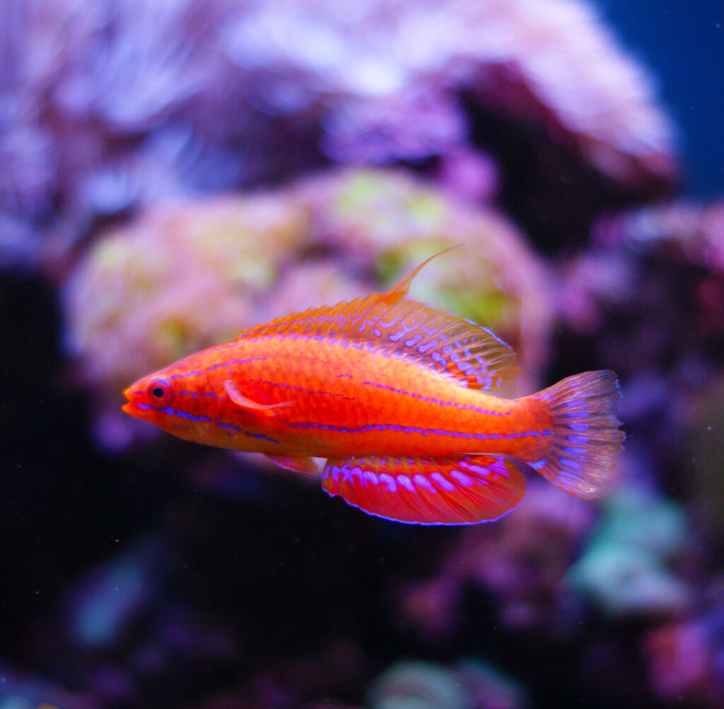 Carpenter's Flasher Wrasse (Paracheilinus carpenteri) |commons:File:Paracheilinus carpenteri.jpg