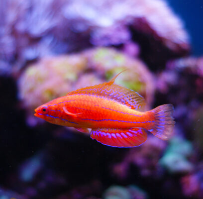Carpenter's Flasher Wrasse (Paracheilinus carpenteri) |commons:File:Paracheilinus carpenteri.jpg