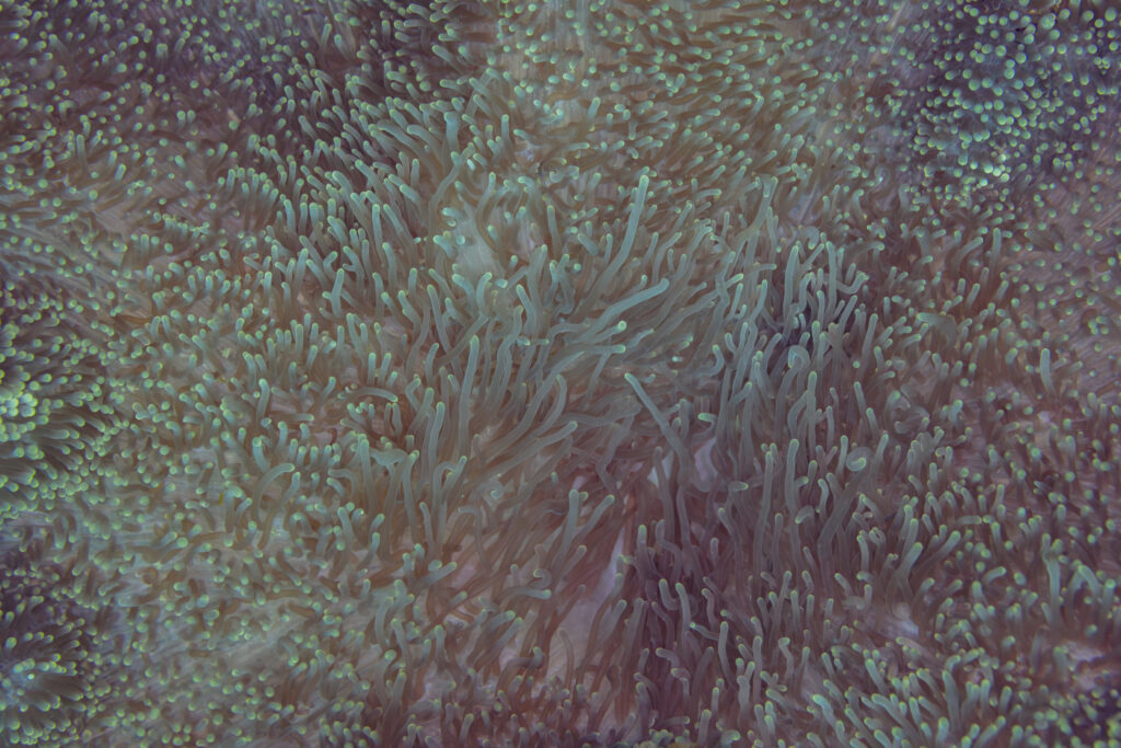 Carpet Anemone Stichodactyla gigantea