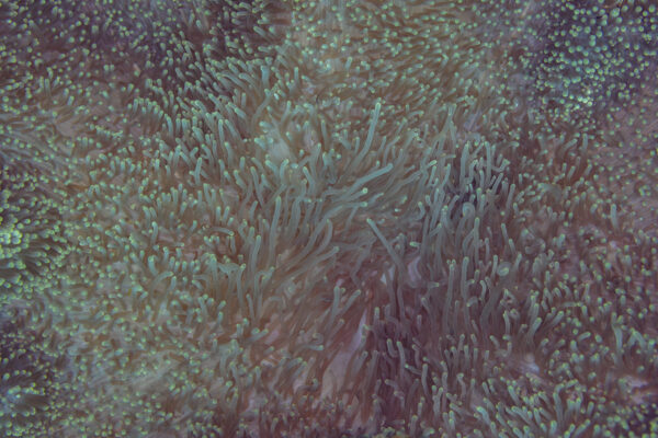 Carpet Anemone Stichodactyla gigantea