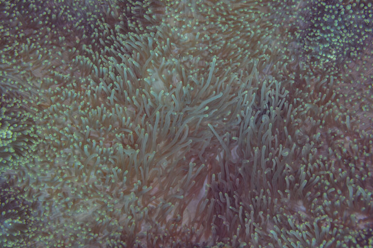 Carpet Anemone Stichodactyla gigantea