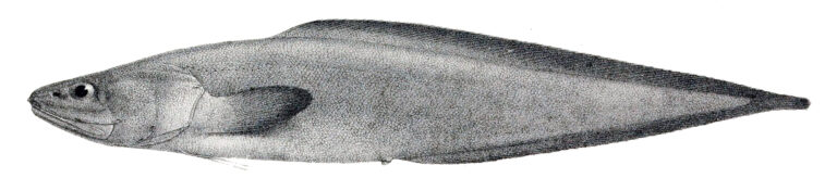 Cataetyx messieri (Cataetyx messieri) |commons:File:Cataetyx messieri.jpg