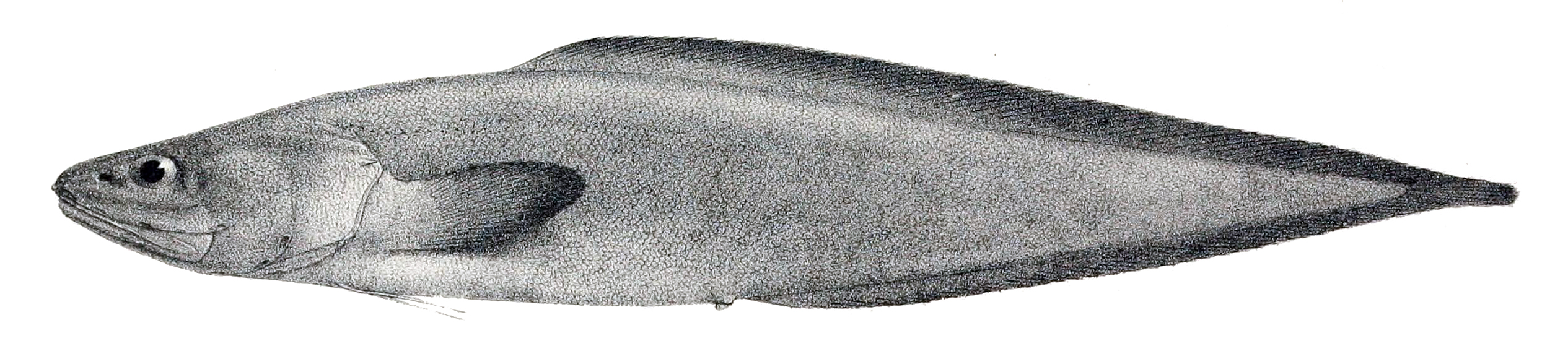 Cataetyx messieri (Cataetyx messieri) |commons:File:Cataetyx messieri.jpg