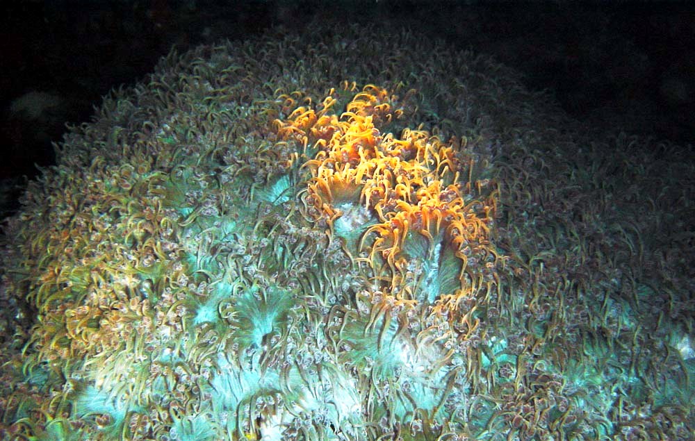 Catalaphyllia Jardinei (Catalaphyllia jardinei) |commons:File:Catalaphyllia jardinei, Koh Phangan.jpg