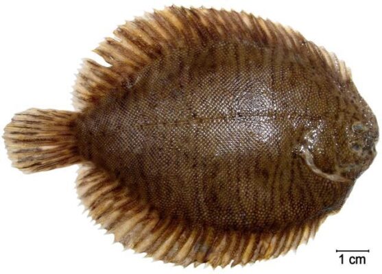 Catathyridium garmani (Catathyridium garmani) |commons:File:Catathyridium.garmanii.dorsal.(luciano.fischer).dsc06835c.jpg