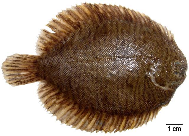 Catathyridium garmani (Catathyridium garmani) |commons:File:Catathyridium.garmanii.dorsal.(luciano.fischer).dsc06835c.jpg