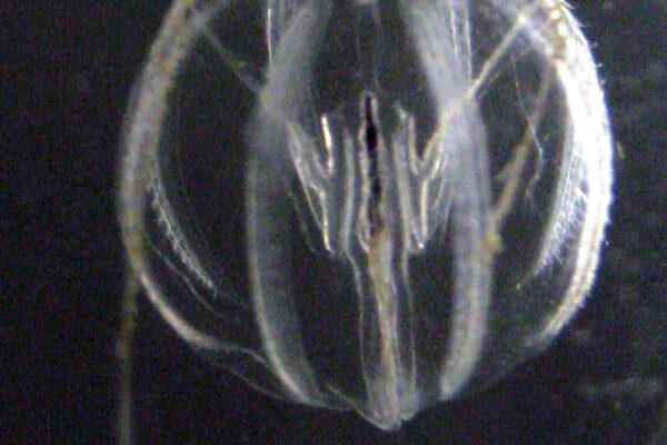 cat's eye Pleurobrachia bachei