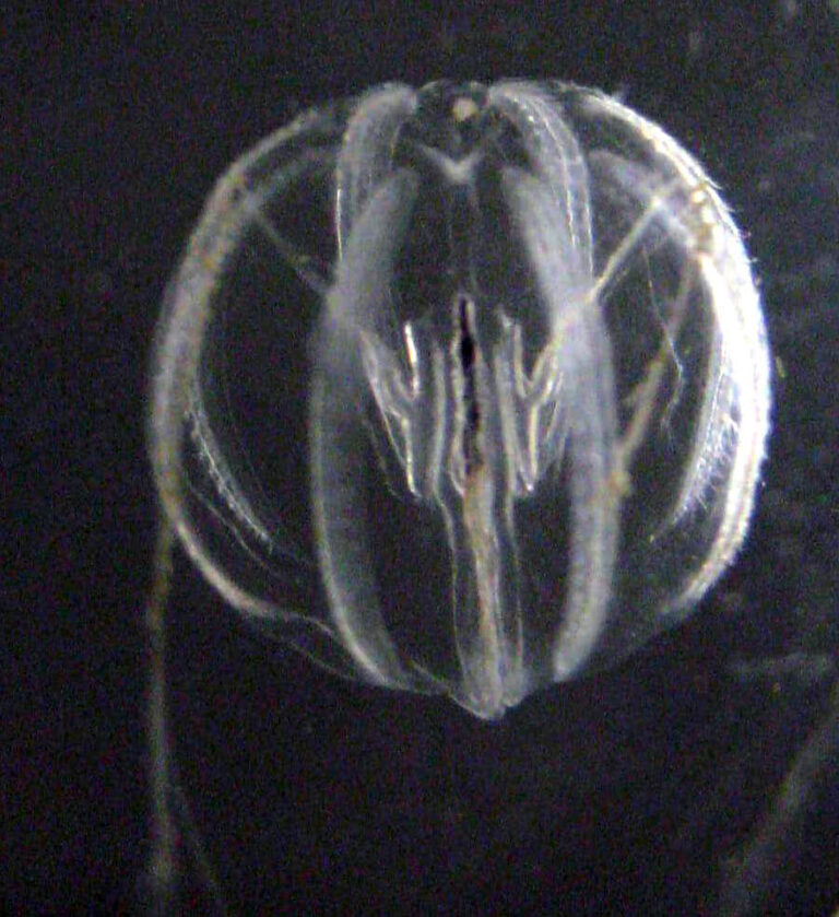 cat's eye Pleurobrachia bachei