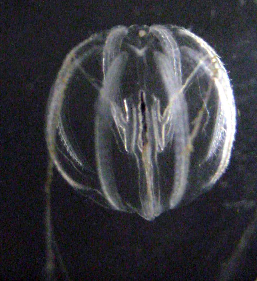 cat's eye Pleurobrachia bachei