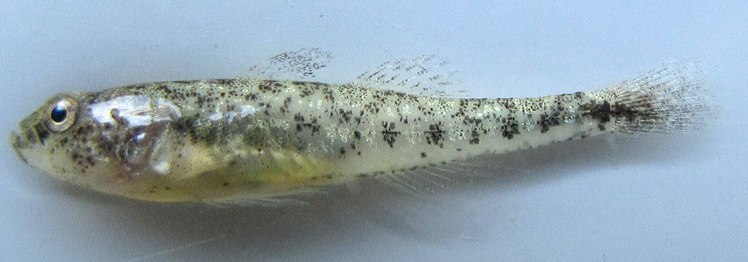 Caucasian Dwarf Goby (Knipowitschia caucasica) |commons:File:Knipowitschia caucasica - Iran.jpg