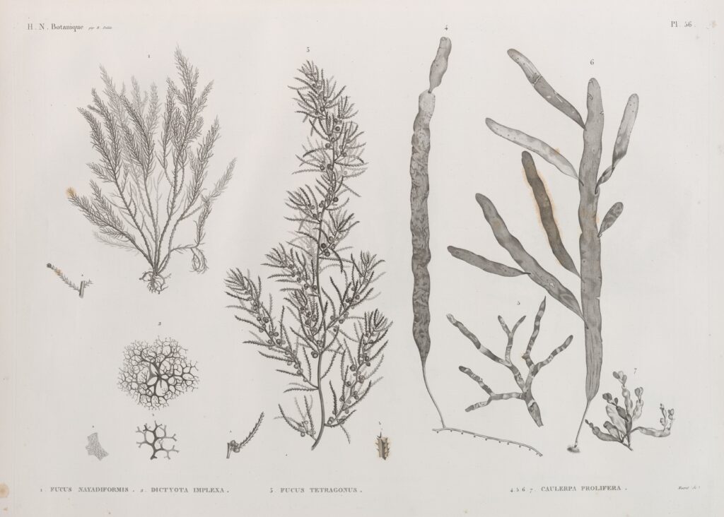 Caulerpa Algae Caulerpa prolifera