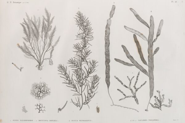 Caulerpa Algae Caulerpa prolifera