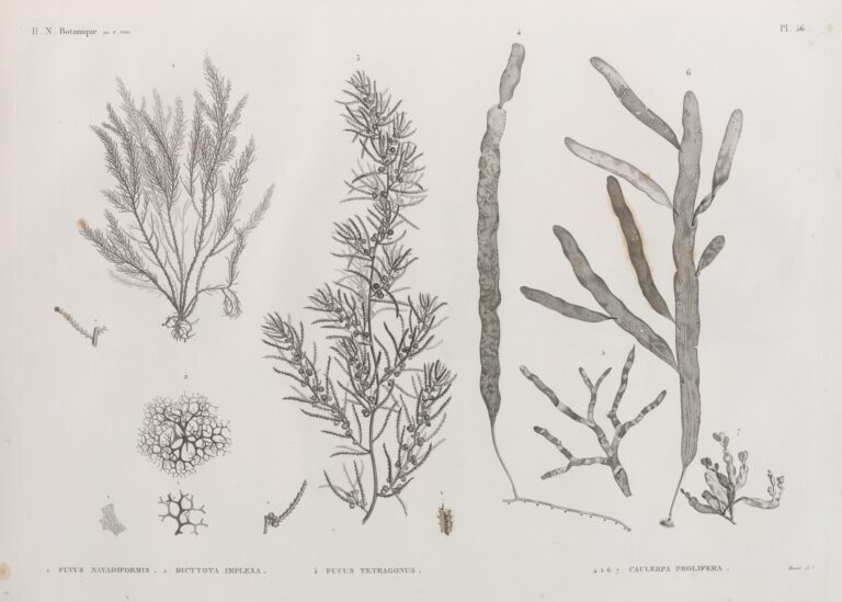 Caulerpa Algae Caulerpa prolifera