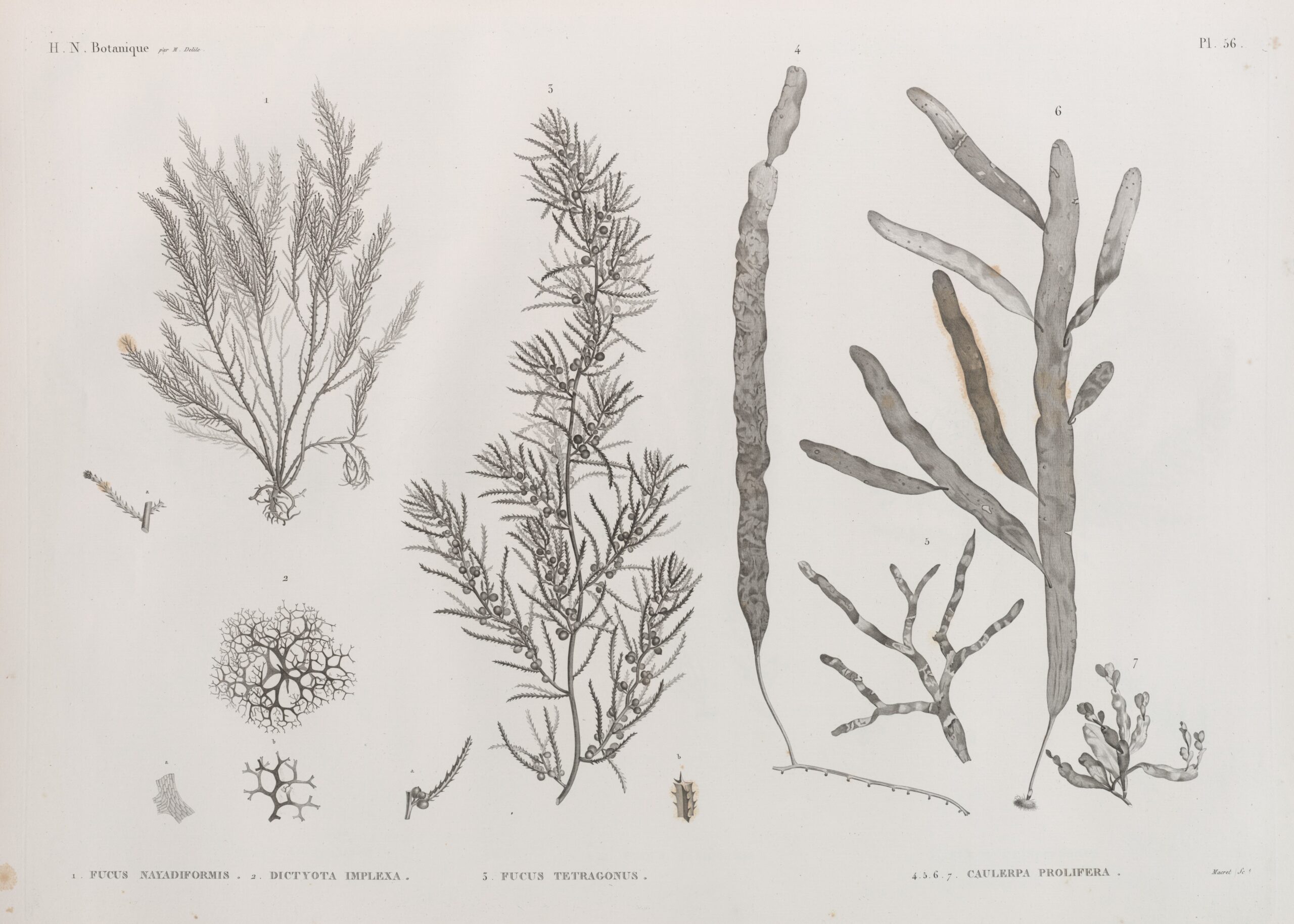 Caulerpa Algae Caulerpa prolifera