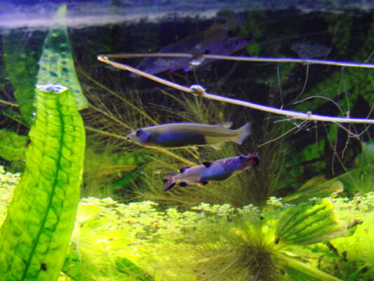 Celebes Halfbeak (Nomorhamphus liemi) |commons:File:Nomorhamphus liemi liemi (Worclaw zoo)-1.JPG
