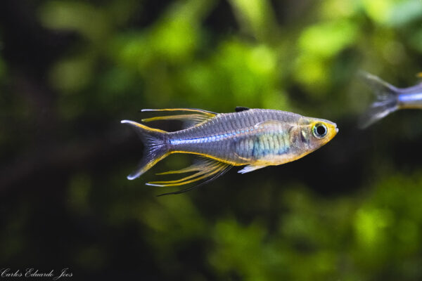 Celebes Rainbowfish (Marosatherina ladigesi) |commons:File:Adult male of a CELEBES RAINBOWFISH Telmaterina Ladigesi MAROSATHERINA LADIGESI (51636246566).jpg