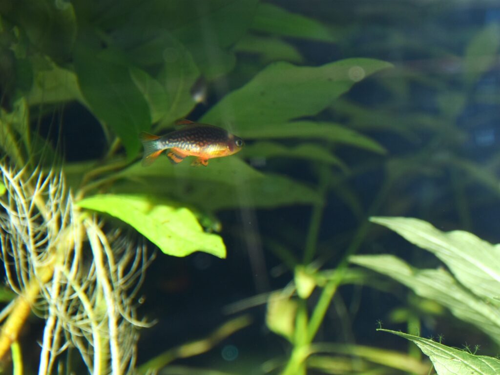 Celestial Pearl Danio (Danio margaritatus) |commons:File:Cyprinidae Danio margaritatus 1.jpg