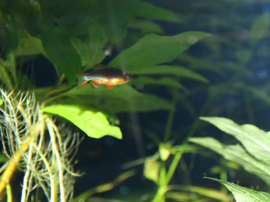 Celestial Pearl Danio (Danio margaritatus) |commons:File:Cyprinidae Danio margaritatus 1.jpg