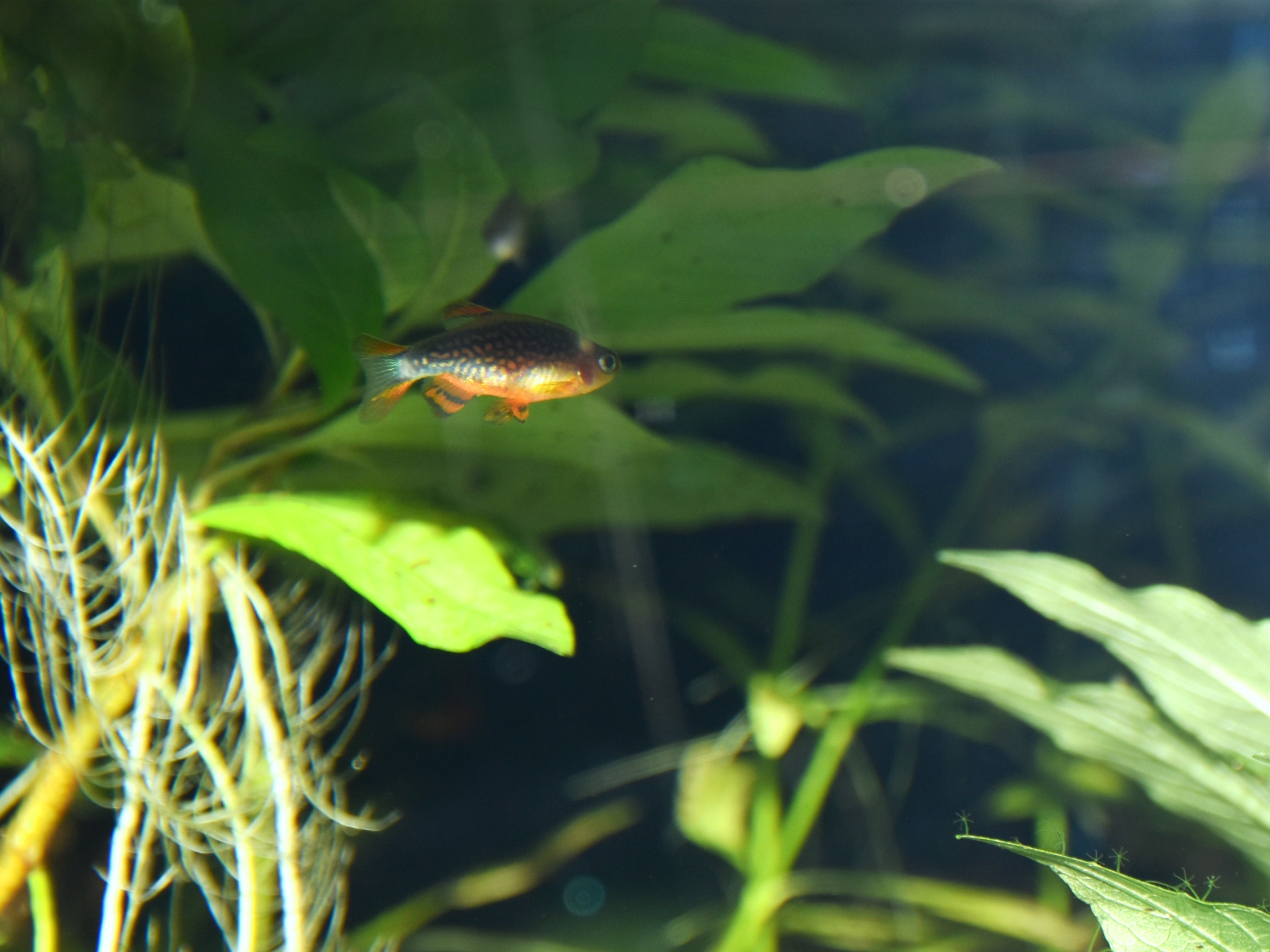 Celestial Pearl Danio (Danio margaritatus) |commons:File:Cyprinidae Danio margaritatus 1.jpg
