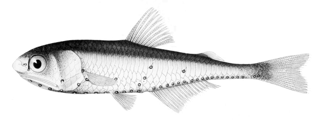 Centrobranchus andreae (Centrobranchus andreae) |commons:File:Centrobranchus andreae.jpg