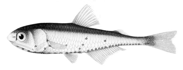 Centrobranchus andreae (Centrobranchus andreae) |commons:File:Centrobranchus andreae.jpg