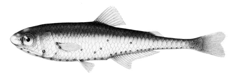 Centrobranchus choerocephalus (Centrobranchus choerocephalus) |commons:File:Centrobranchus choerocephalus.jpg