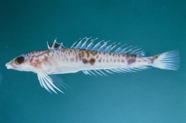 Centrodraco rubellus (Centrodraco rubellus) |commons:File:Centrodraco rubellus.png