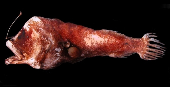 Centrophryne spinulosa (Centrophryne spinulosa) |commons:File:BMC - Centrophrynidae-Centrophryne.spinulosa.jpg