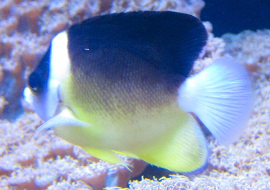 Centropyge abei (Centropyge abei) |commons:File:Abe's Anglefish (Centropyge abei), Waikiki Aquarium.JPG