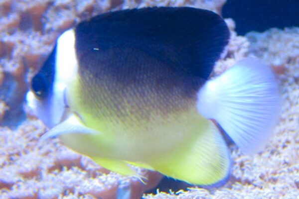Centropyge abei (Centropyge abei) |commons:File:Abe's Anglefish (Centropyge abei), Waikiki Aquarium.JPG