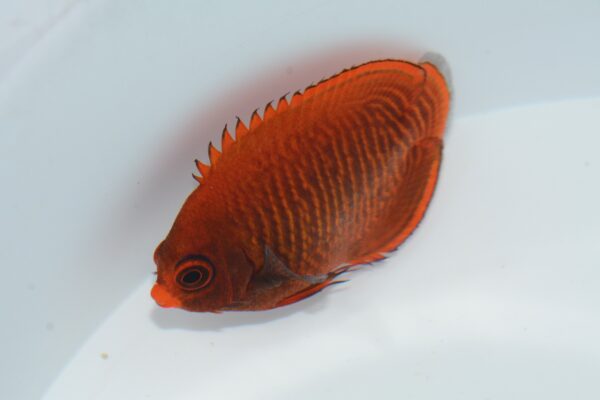 Centropyge aurantia (Centropyge aurantia) |commons:File:Centropyge aurantia.jpg