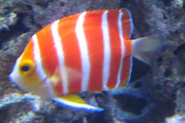 Centropyge boylei (Centropyge boylei) |commons:File:Peppermint Angelfish (Paracentropyge boylei), Waikiki Acquarium.JPG